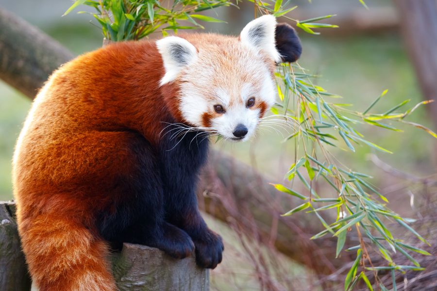 O panda-vermelho: uma encantadora criatura de pelagem vibrante