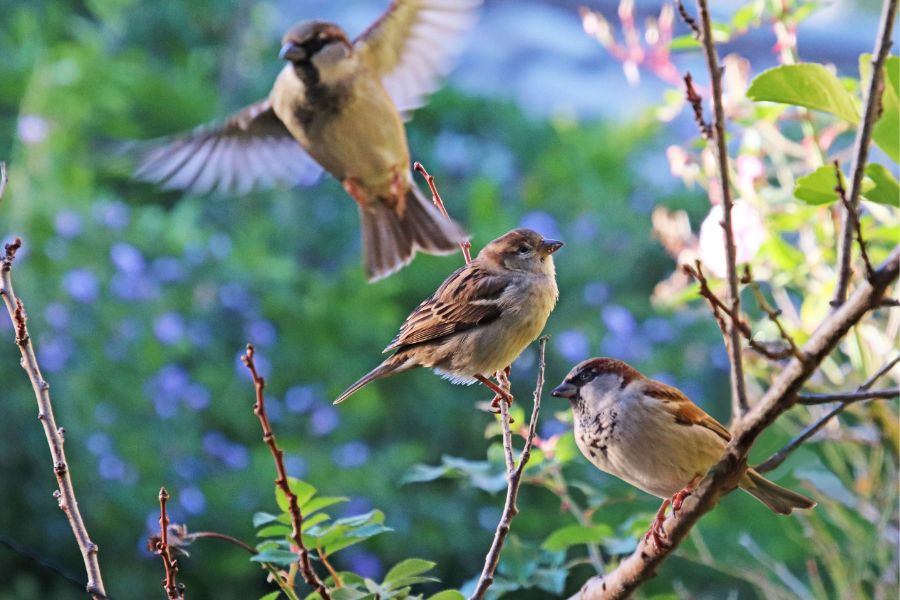 Pássaros de jardim: belezas aladas em nosso quintal