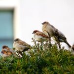 Pássaros de jardim: belezas aladas em nosso quintal