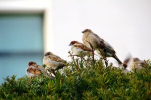 Pássaros de jardim: belezas aladas em nosso quintal