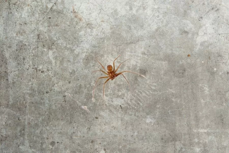 Como identificar uma aranha doméstica