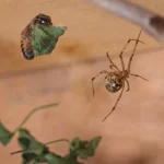 Como identificar uma aranha doméstica