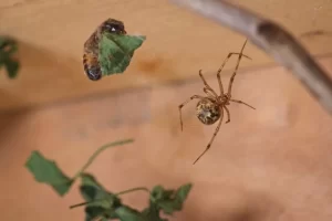 Como identificar uma aranha doméstica