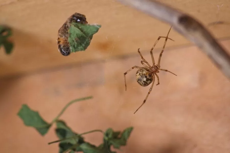 Como identificar uma aranha doméstica