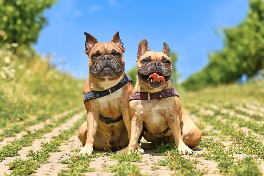 Cães braquicefálicos: beleza e desafios respiratórios