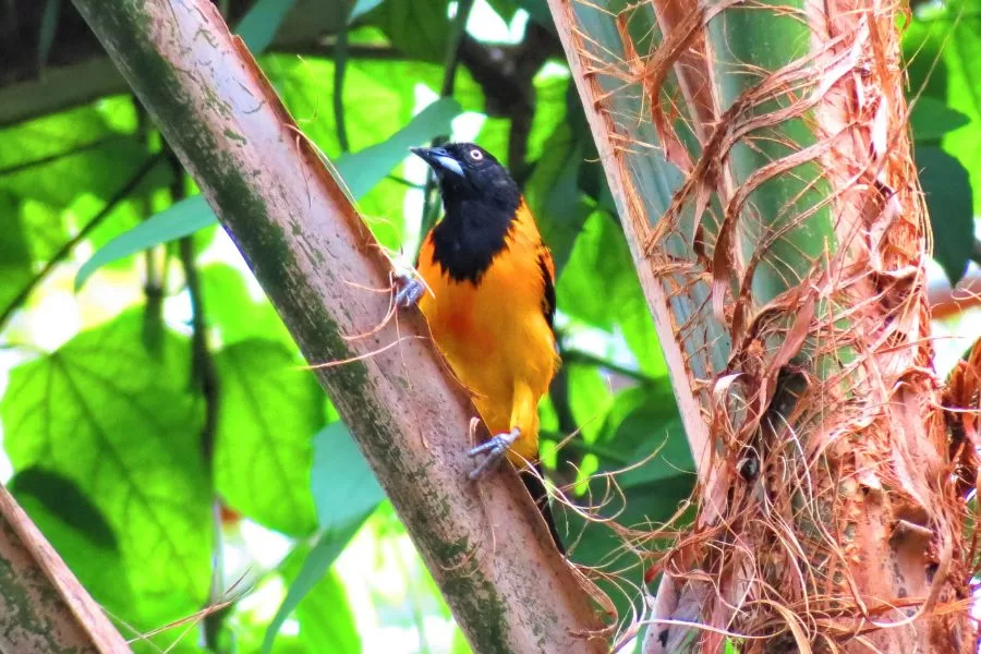 O turpial: aves coloridas da América do Sul