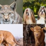 Animais vivíparos: a maravilha do nascimento ao vivo