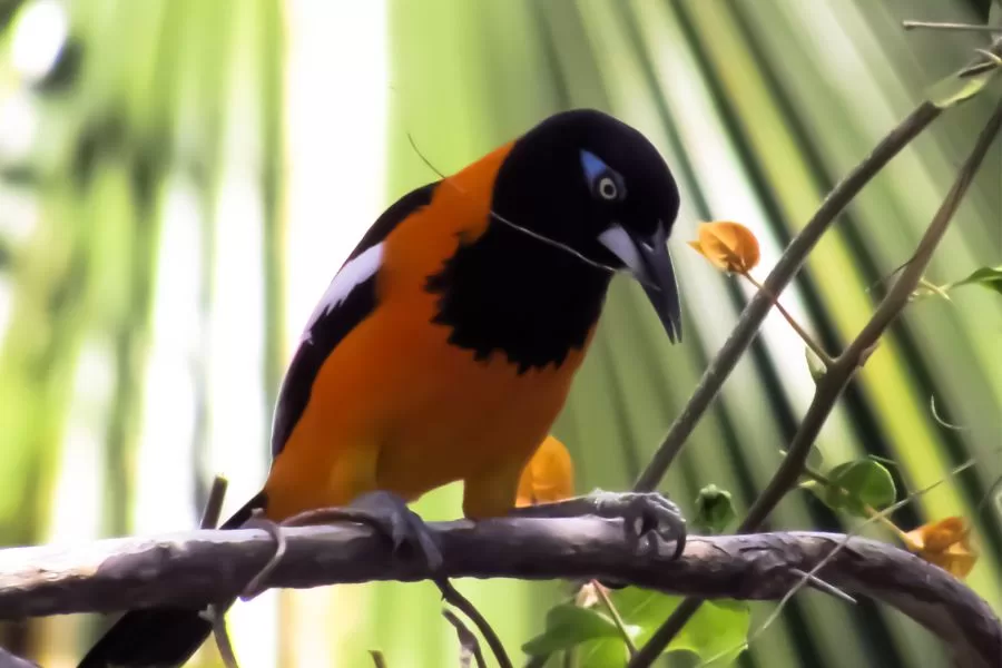 O turpial: aves coloridas da América do Sul