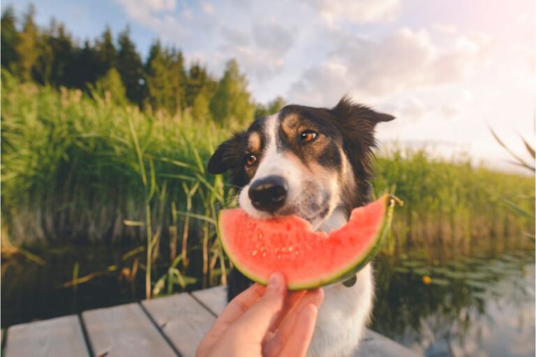 Animais onívoros: a versatilidade na escolha alimentar