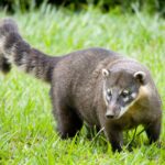 Quati: o curioso e sociável habitante das florestas