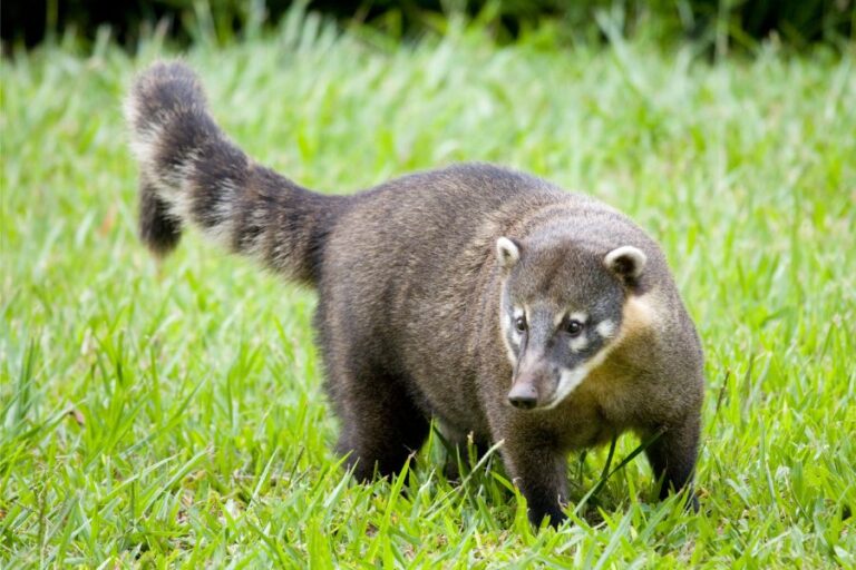 Quati: o curioso e sociável habitante das florestas