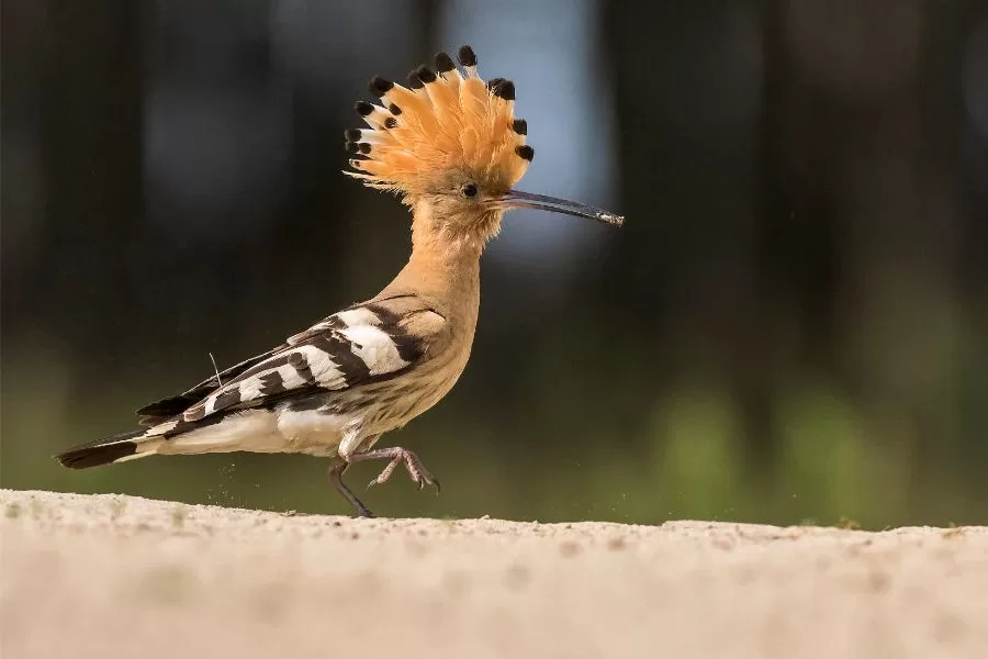 Poupa-eurasiática: o pássaro encantador dos jardins