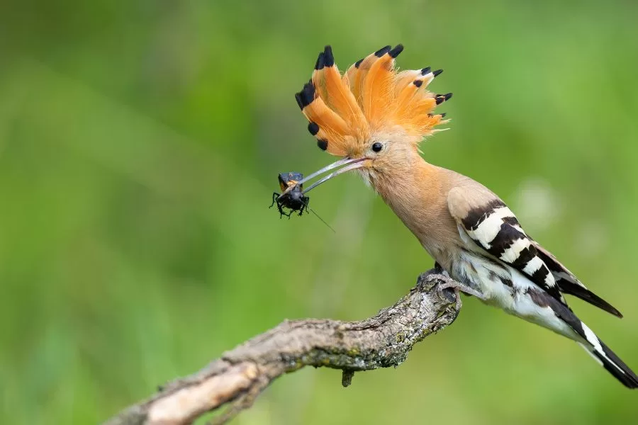 Poupa-eurasiática: o pássaro encantador dos jardins
