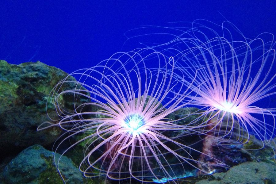 Anêmona-do-mar no reino subaquático