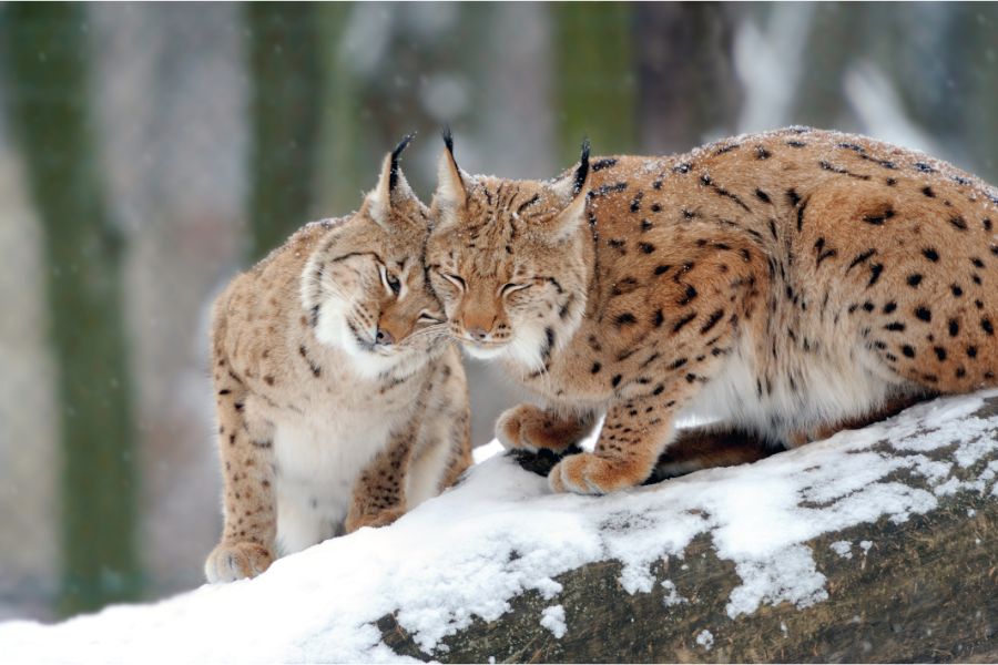 Lynx: o elegante predador dos ecossistemas