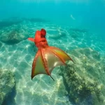 Polvo dumbo: inteligência e encanto dos oceanos