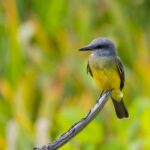 Suiriri: beleza e mistério na natureza