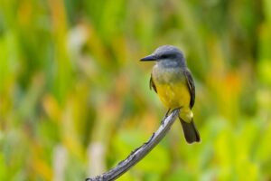 Suiriri: beleza e mistério na natureza