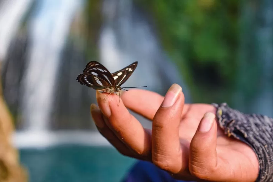 A importância das borboletas