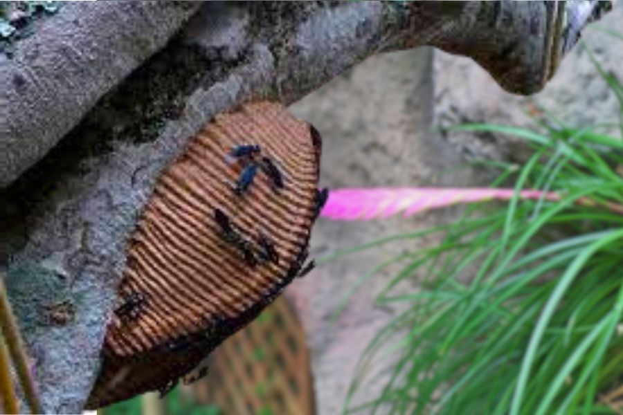 Marimbondo-tatu: o inseto defensor de seu ninho