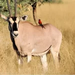 Órix: conheça o elegante antílope do deserto