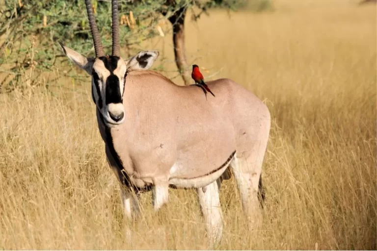 Órix: conheça o elegante antílope do deserto