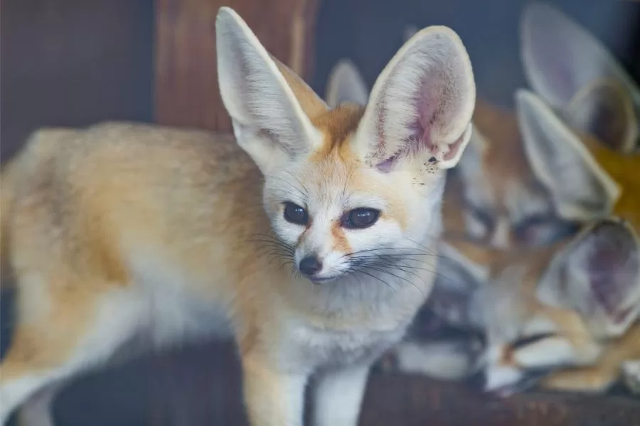 Feneco: conheça essa fascinante raposinha do deserto