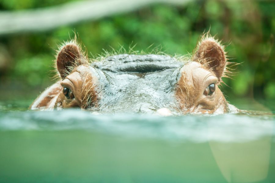 Hipopótamo: o gigante dos rios africanos