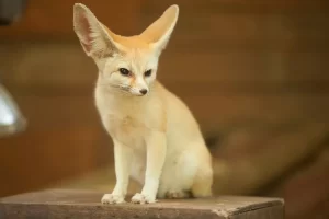 Feneco: conheça essa fascinante raposinha do deserto