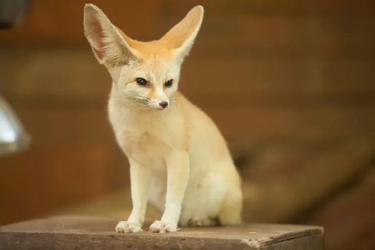 Feneco: conheça essa fascinante raposinha do deserto