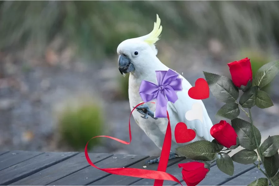 Os melhores pássaros para presentear no Dia dos Namorados