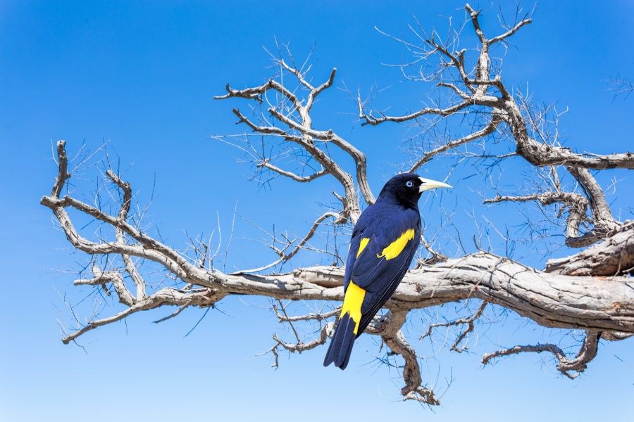 Xexéu: o pássaro cantor de beleza singular