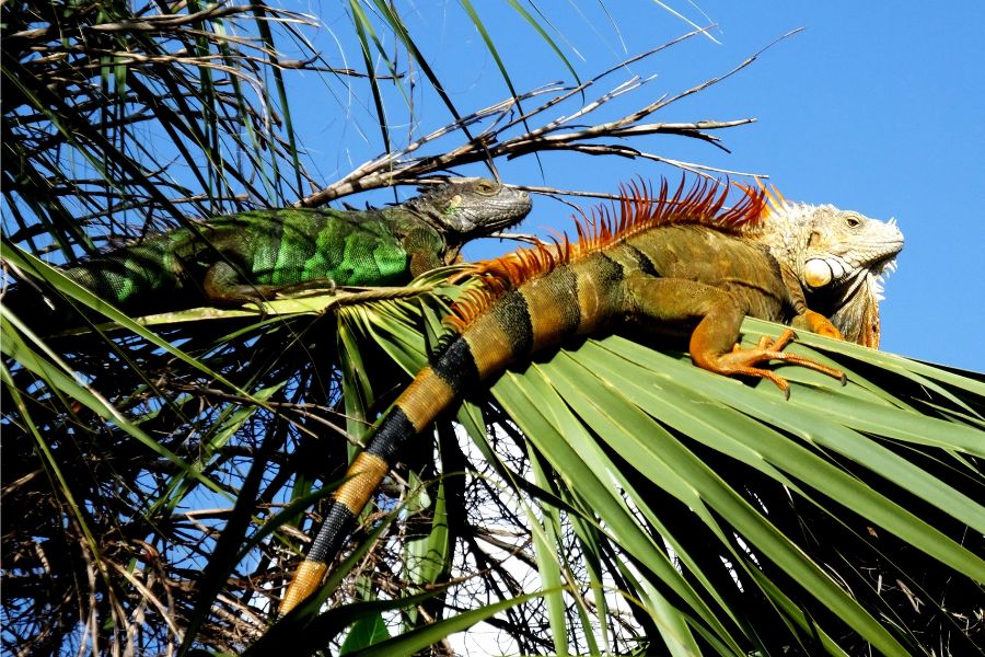 A iguana: revelando os encantos de um réptil surpreendente