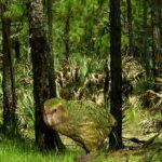 Os segredos da cácapo: uma aventura na natureza