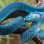 Diferenças de cobras, serpentes e víboras: conheça as características