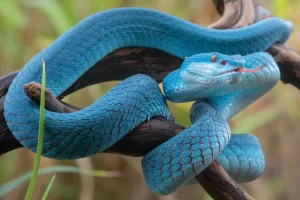 Diferenças de cobras, serpentes e víboras: conheça as características