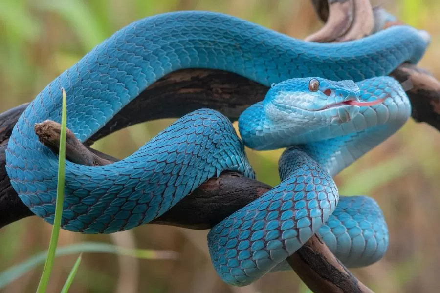 Diferenças de cobras, serpentes e víboras: conheça as características