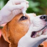 Junho violeta e a prevenção de doenças oculares nos pets