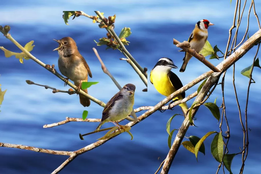 Os 10 cantos de pássaros mais bonitos