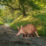 Porco-formigueiro: o fascinante habitante das savanas Africanas