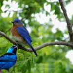 Qual é o nome do pássaro azul?