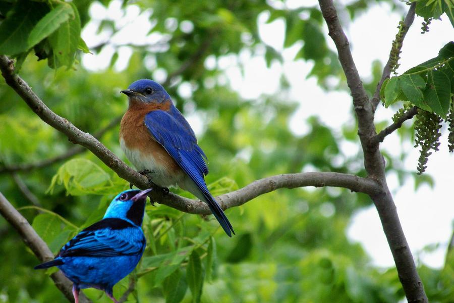 Qual é o nome do pássaro azul?