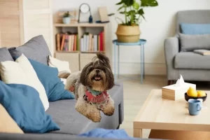 Raças de cachorros que podem ficar sozinhos em casa