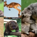 Os marsupiais: descobrindo a fascinante vida desses animais