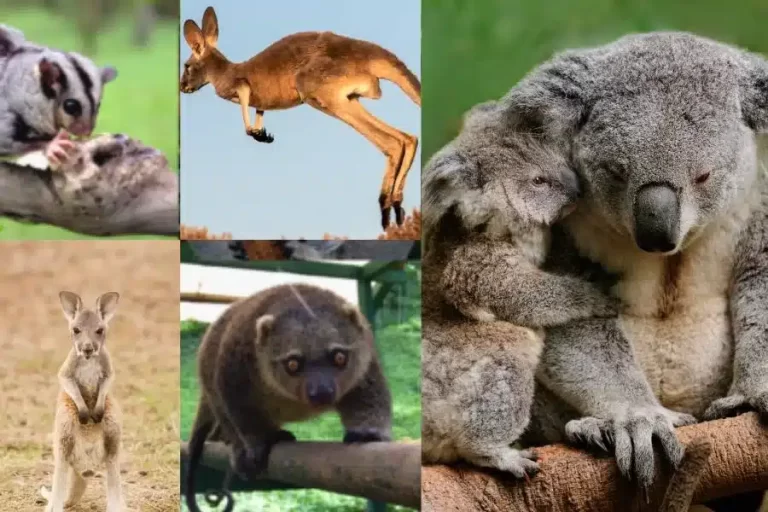 Os marsupiais: descobrindo a fascinante vida desses animais