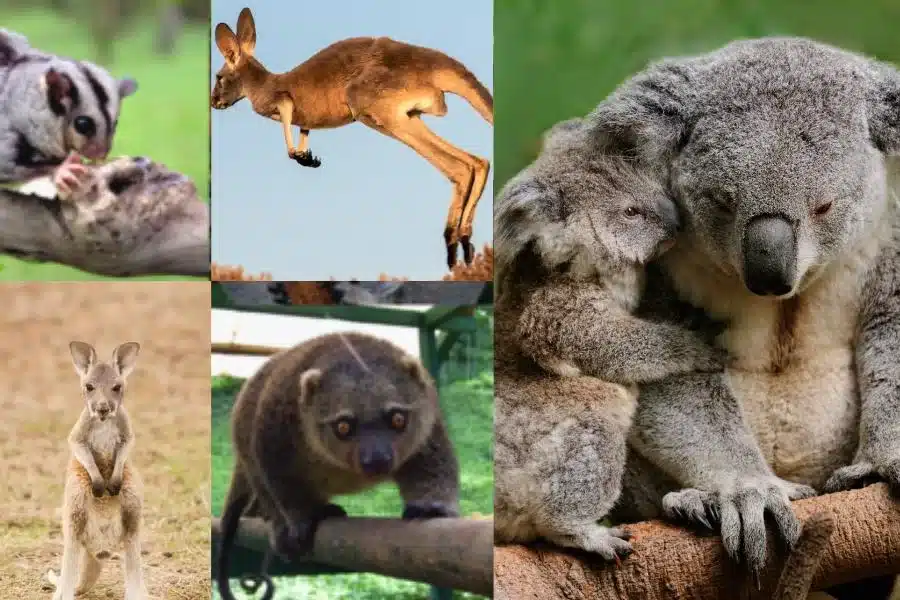Os marsupiais: descobrindo a fascinante vida desses animais