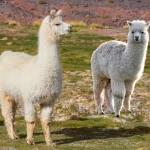 A diferença entre lhama e alpaca