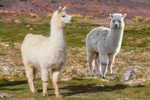 A diferença entre lhama e alpaca