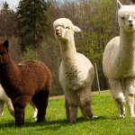 Alpaca: a beleza dos andes