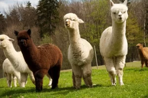 Alpaca: a beleza dos andes